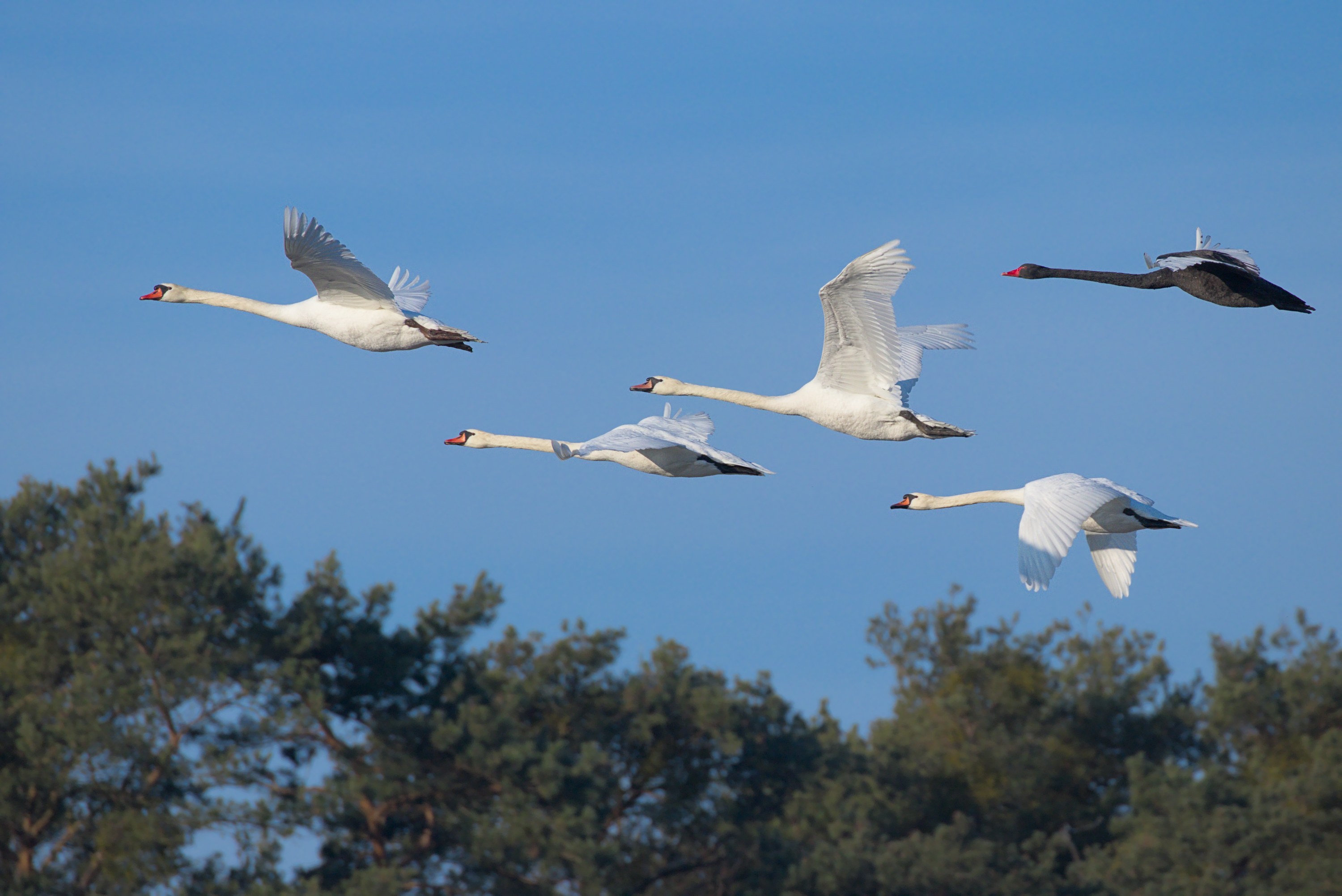 Four mute swans and a single black swan flying by