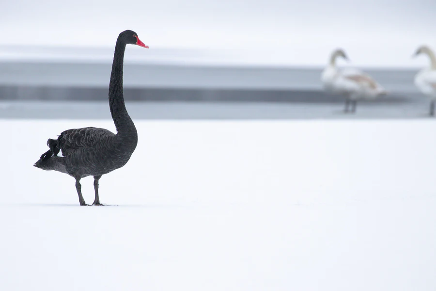 Jealousy (black swan, mute swans)