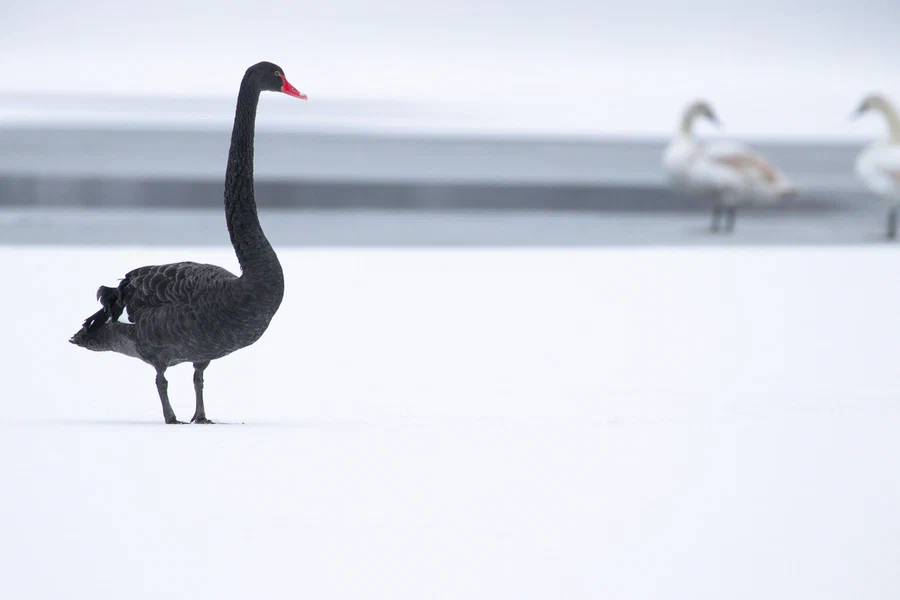 Jealousy (black swan, mute swans)