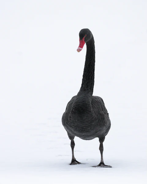 Black swan