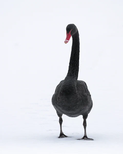 Black swan