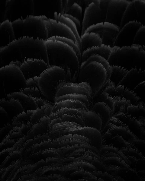 Feather details