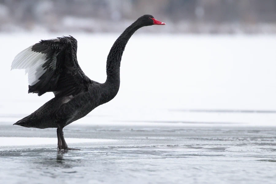 Black swan