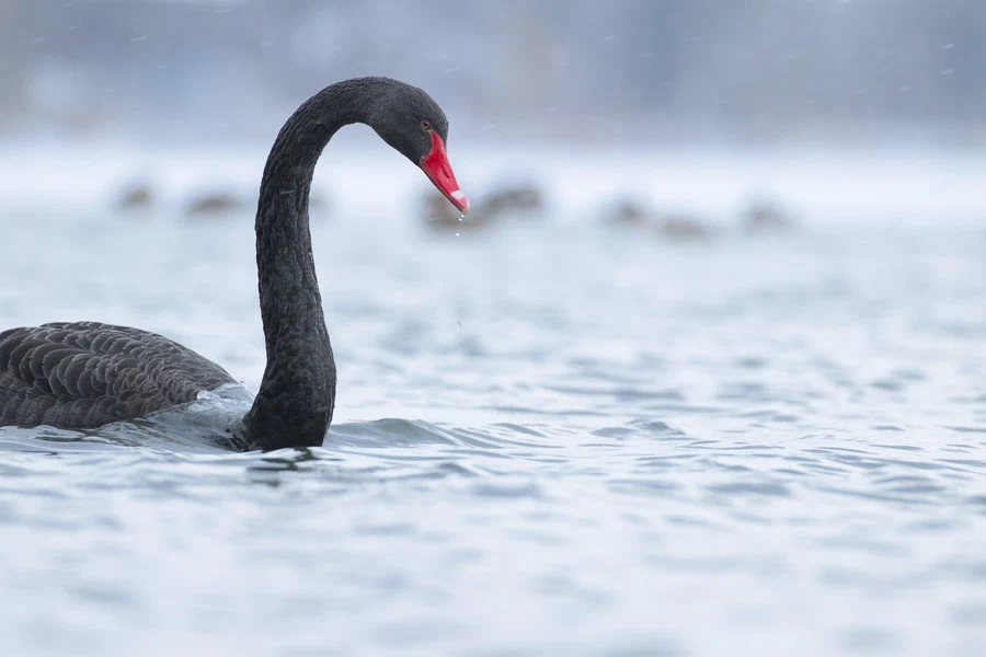 Fight the elements