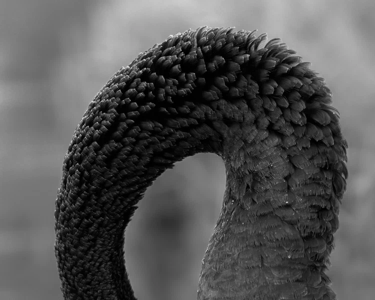 Arch