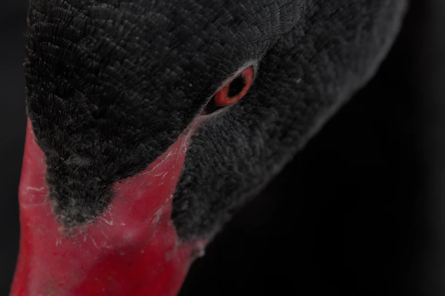 Black swan