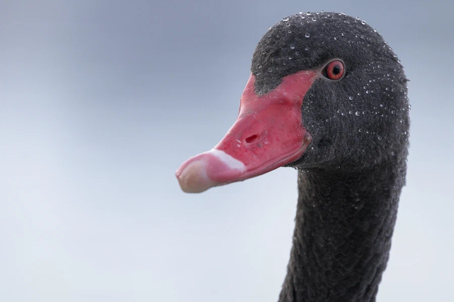 Black swan