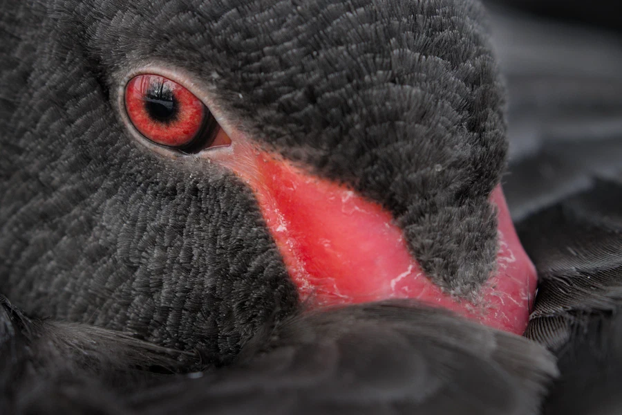Black swan