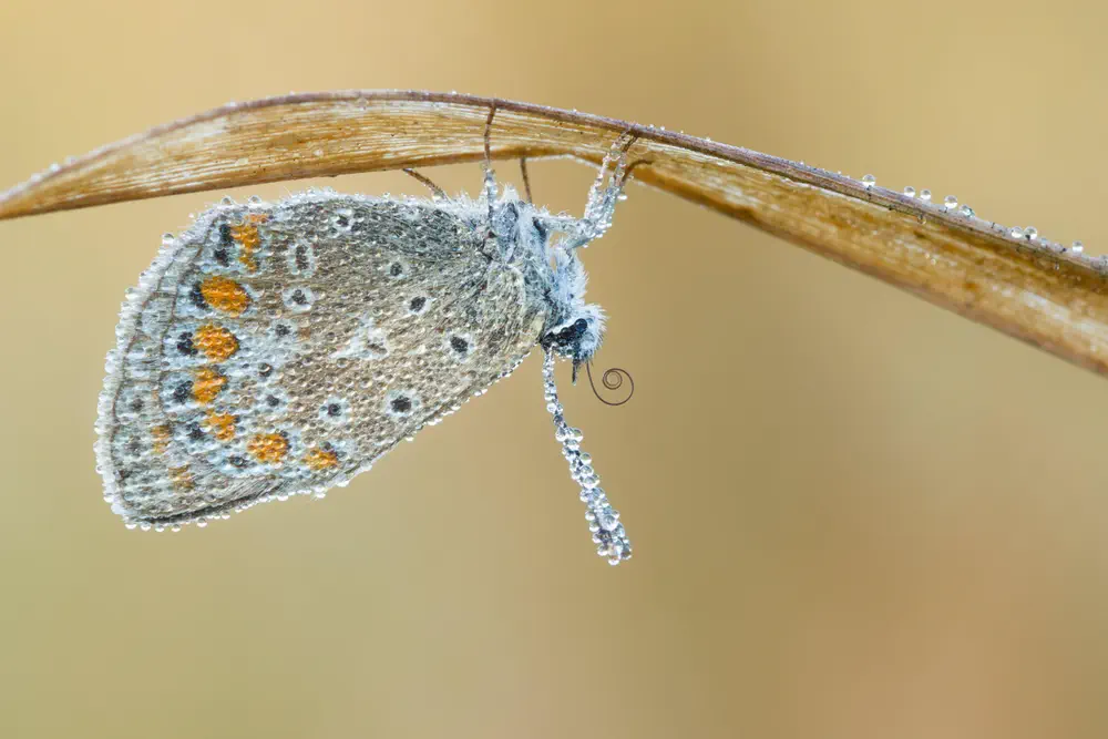 Common blue (polyommatus icarus) with morning dew