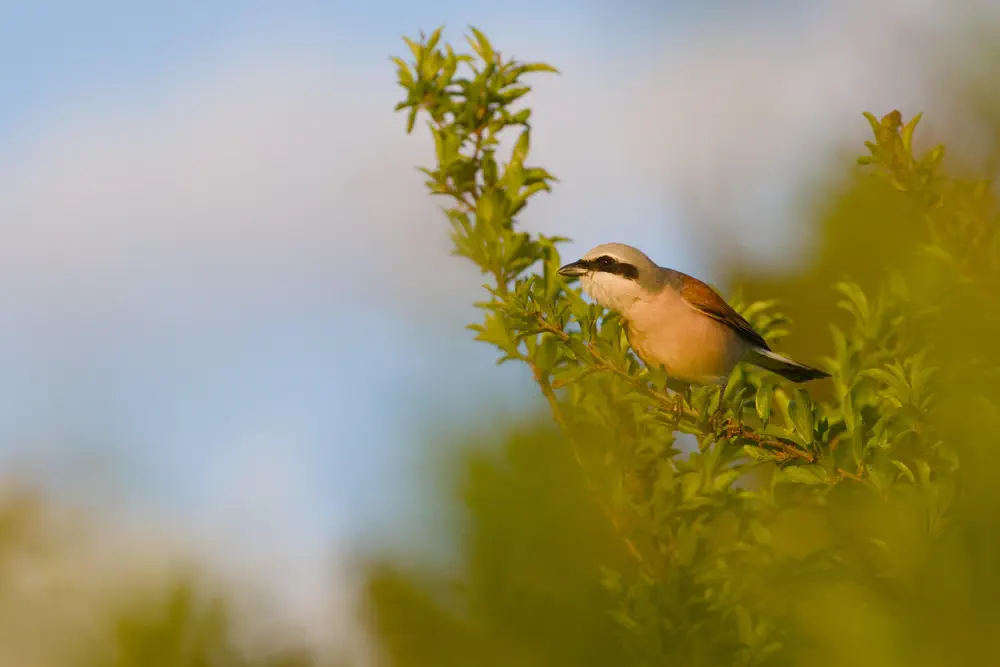 Red-backed shrike