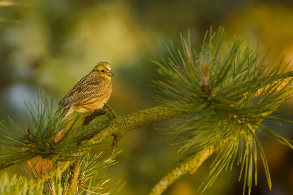 Yellowhammer (emberiza citrinella)
