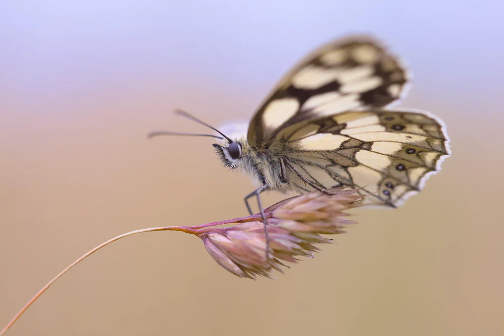 Marbled white