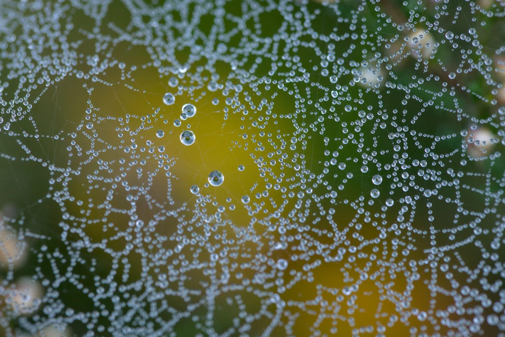 Wet web