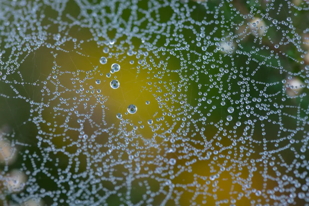 Wet web