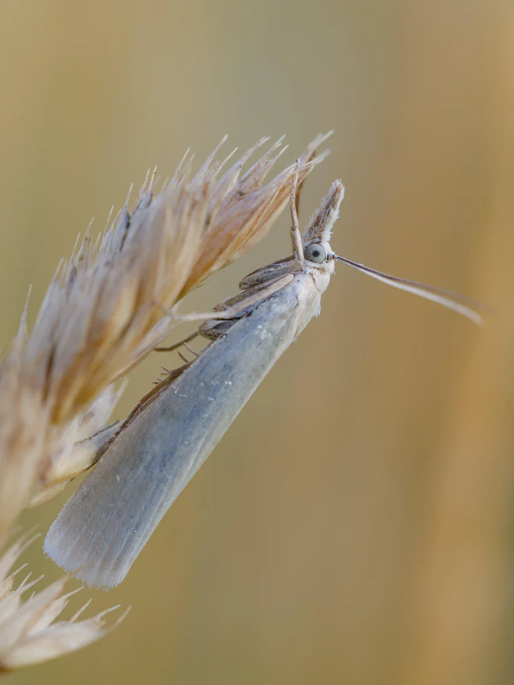 Odonata