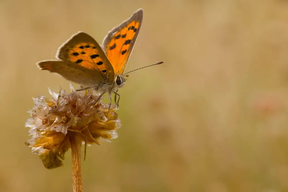 Small copper