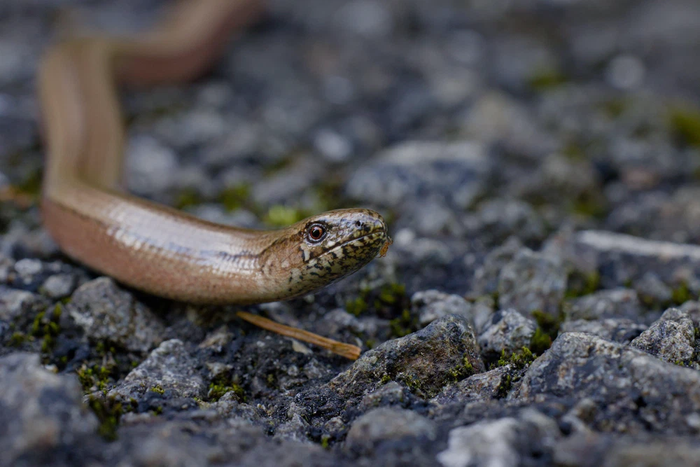 Deaf adder