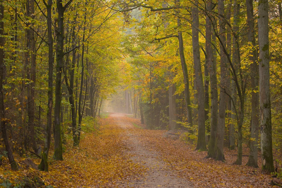 Autumn foliage