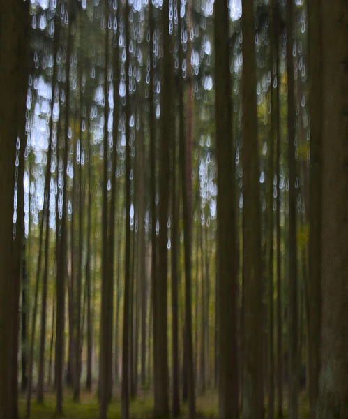 Forest drips (long exposure)