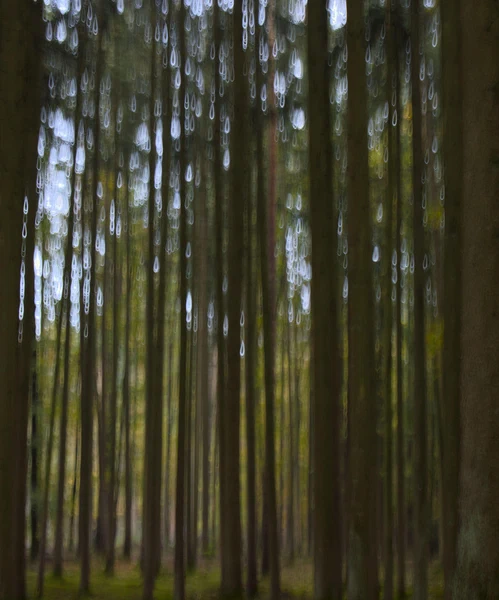 Forest drips (long exposure)