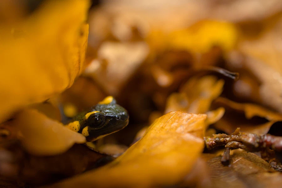 Fire salamander