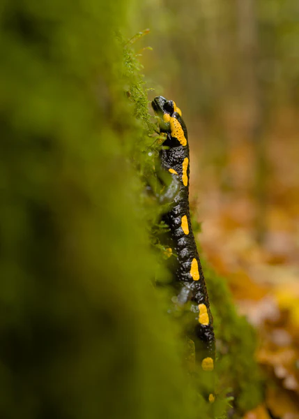 Fire salamander