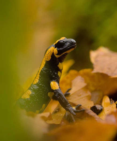 Fire salamander