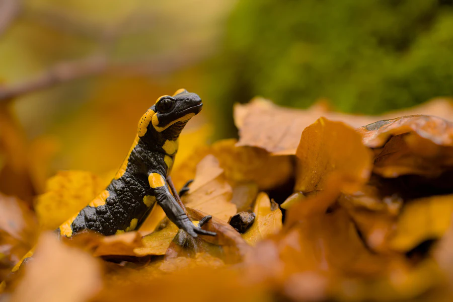 Fire salamander