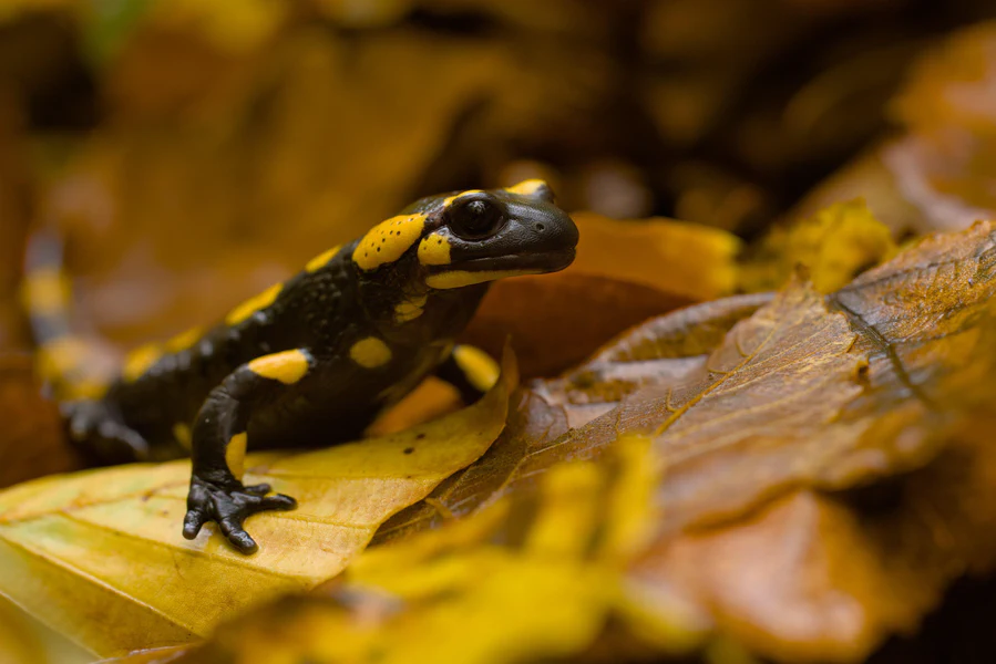 Fire salamander