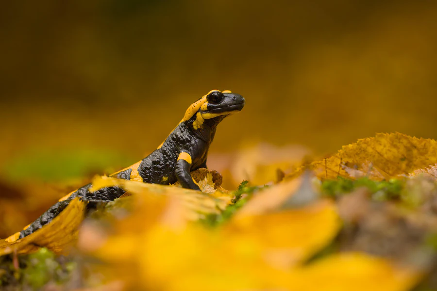 Fire salamander