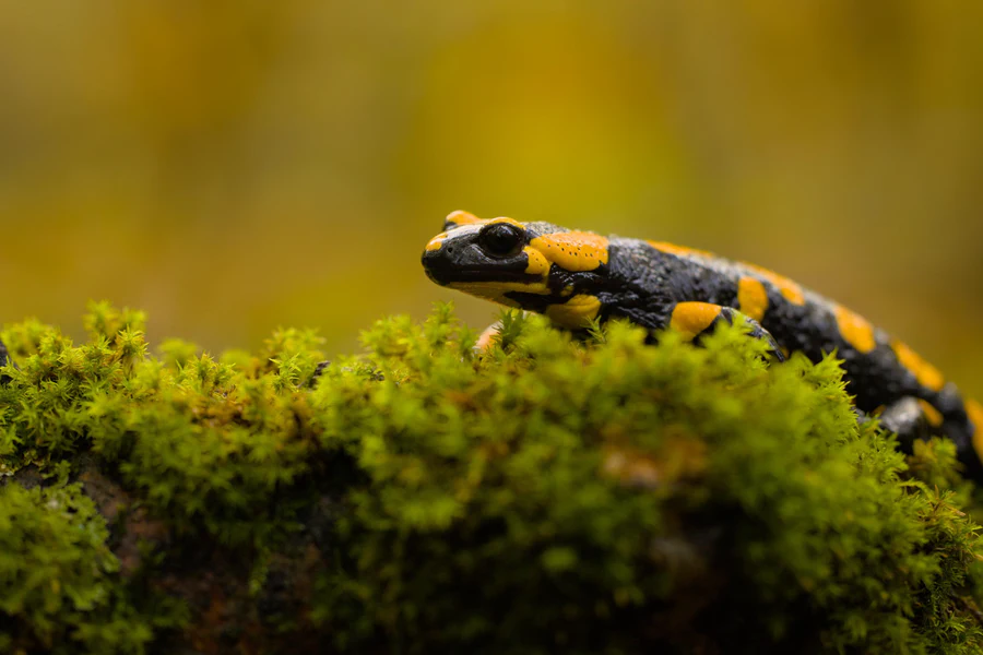 Fire salamander