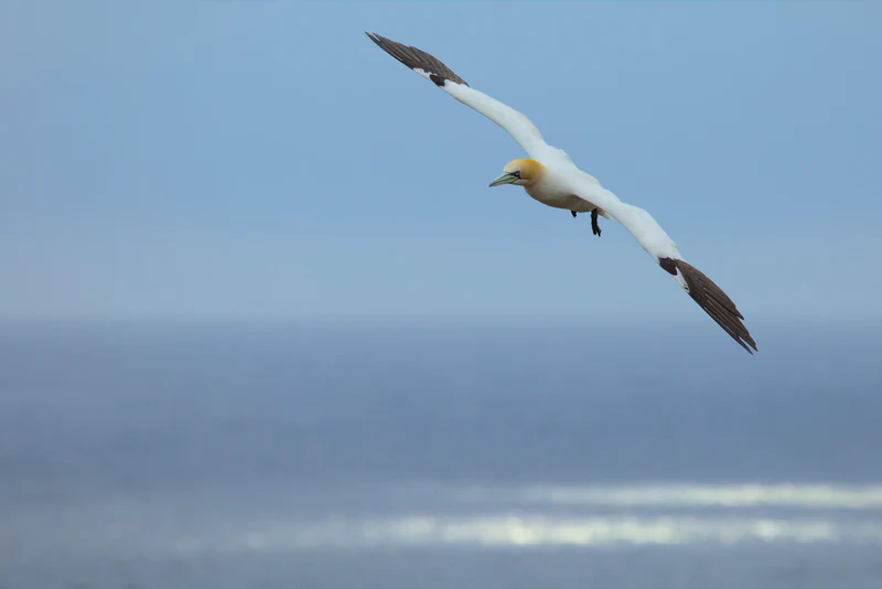 Northern gannet