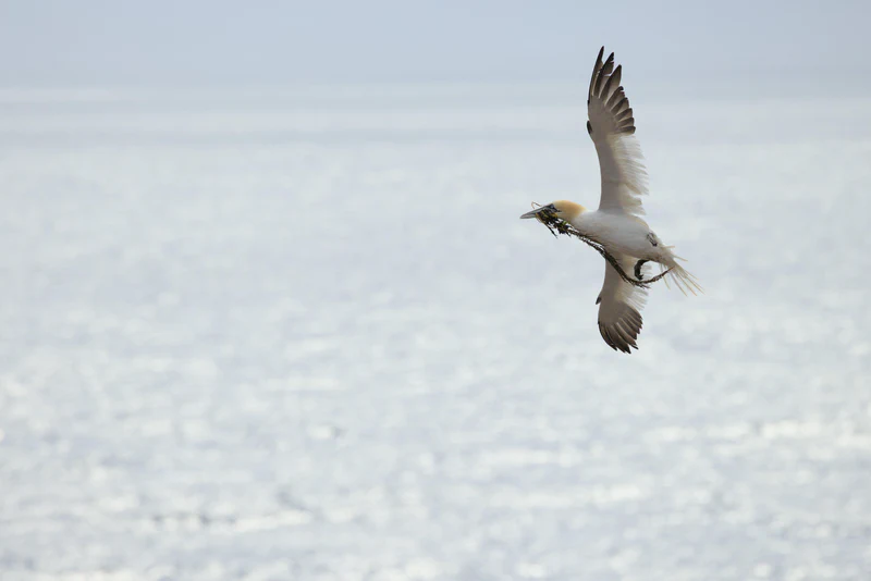 Northern gannet