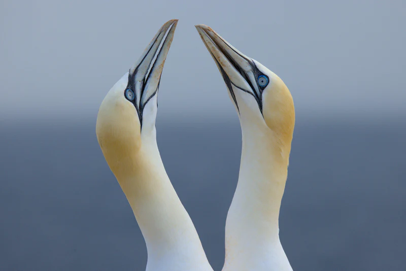 Northern gannet