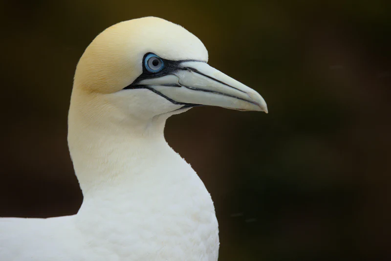 Northern gannet
