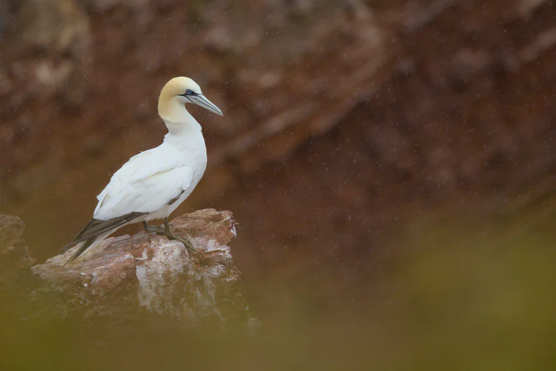 Northern gannet