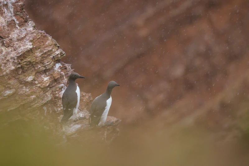 Common murre