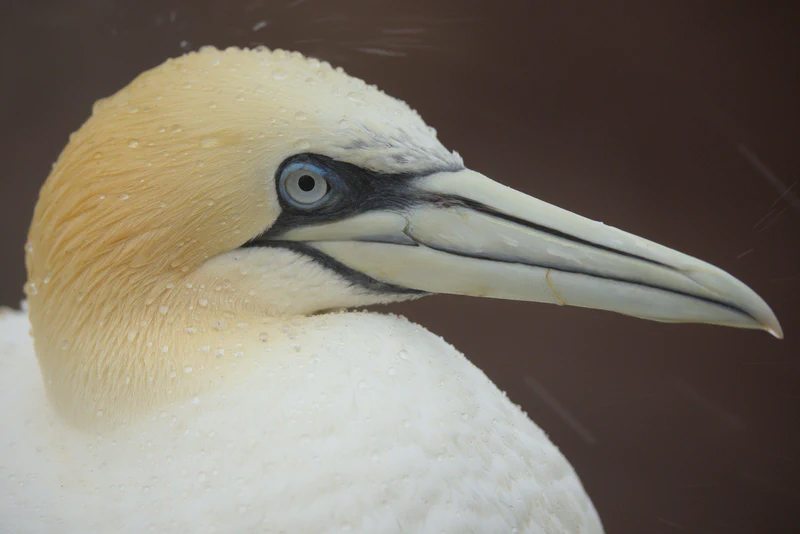 Northern gannet