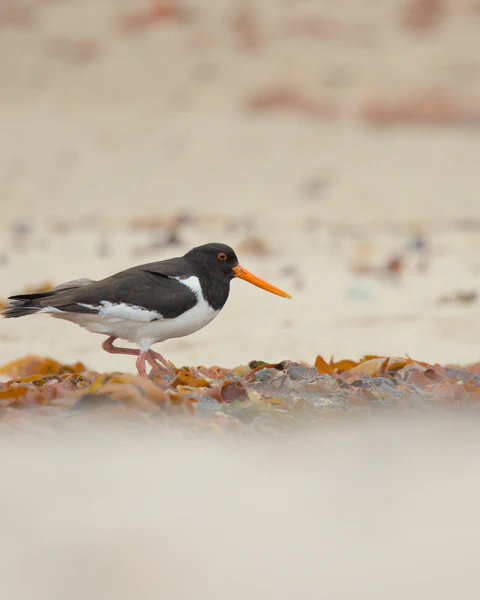 Eurasian oystercatcher