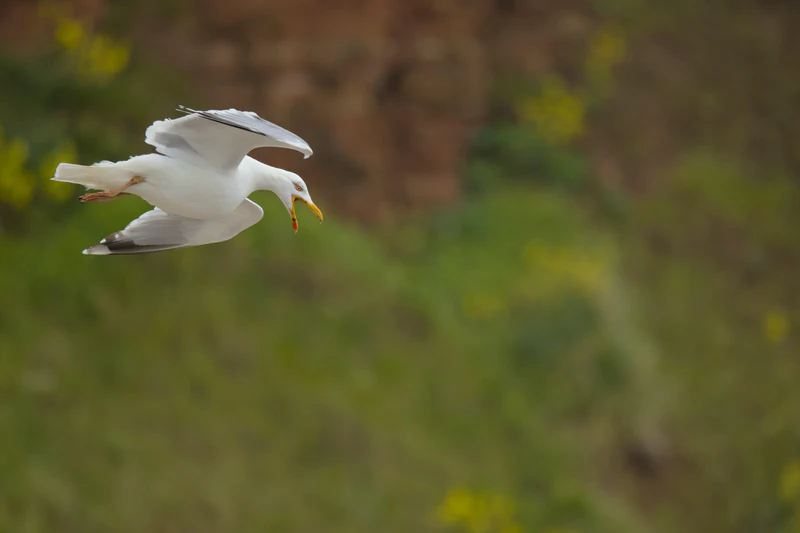 European herring gull