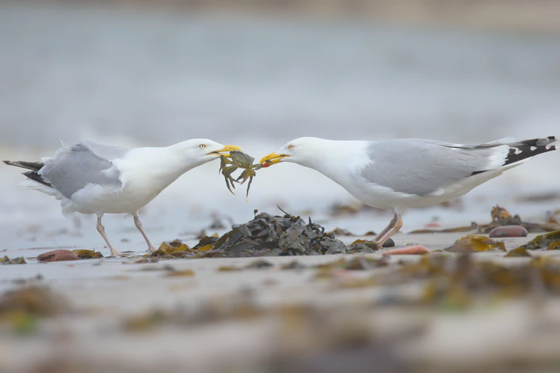 European herring gull