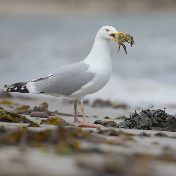 European herring gull
