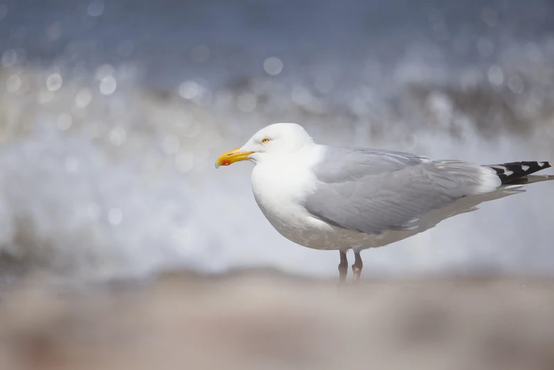 European herring gull
