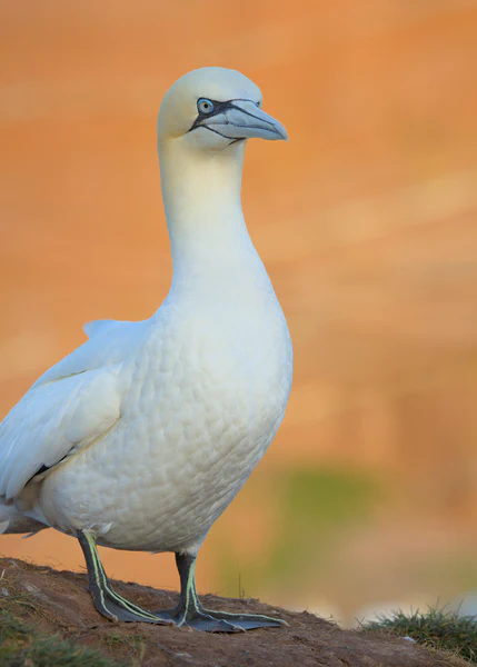 Northern gannet