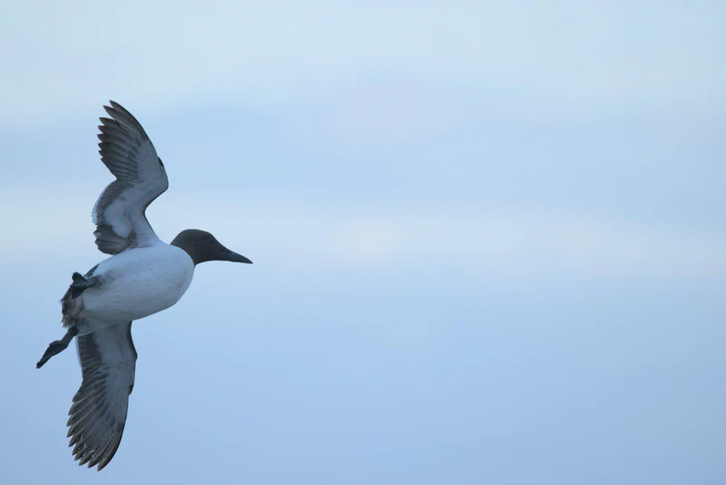 Common murre