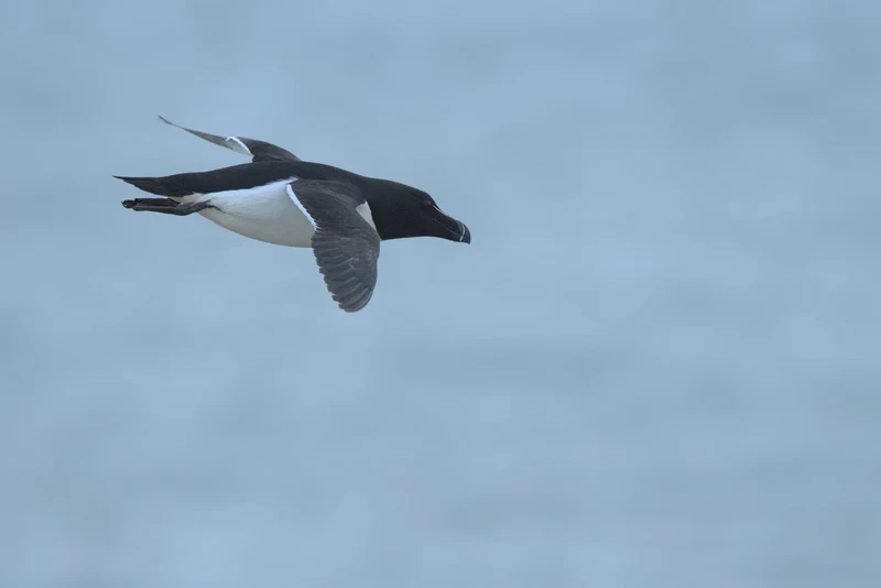 Thick-billed murre