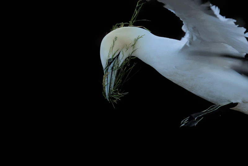 Northern gannet
