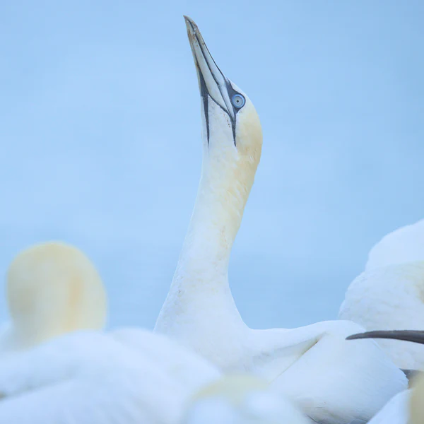Northern gannet