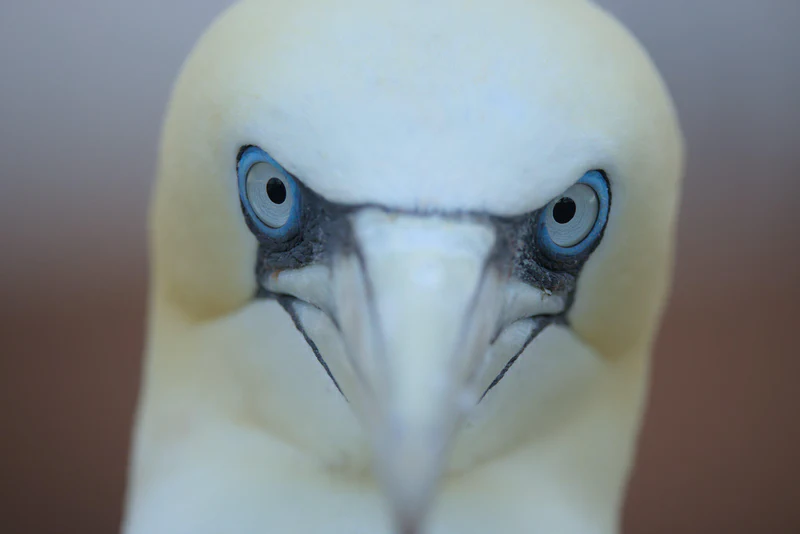 Northern gannet