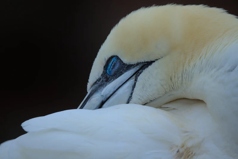 Northern gannet